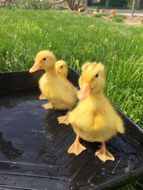 Raising Pekin Ducks - Backyard Poultry | Cute ducklings, Pet ducks, Cute funny animals