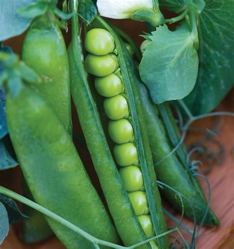 Plant peas now! 10 tips to guarantee gardening success with this cool ...