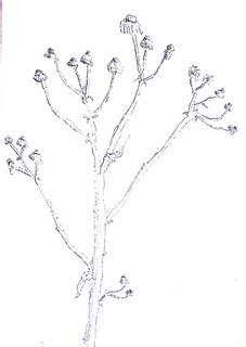 flowers drawings ink on paper flower drawing raphael perez… | Flickr