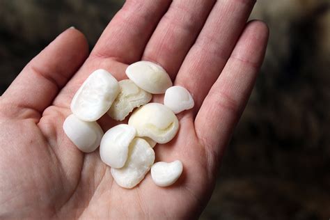 10 pcs Real Fish Otoliths Lucky Stones Freshwater Drum - Etsy.de