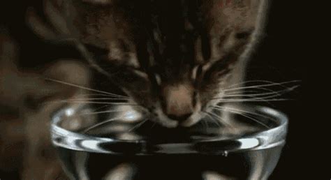 Slow Motion Cat Drinking Water GIF - Cat Drinking Slowmotion - Discover & Share GIFs