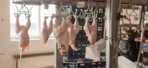 Chicken Meat Processing: A Great Opportunity in Nigeria - Livestocking