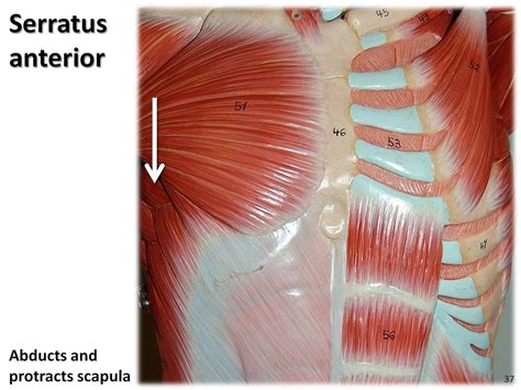 Serratus Anterior Anatomy