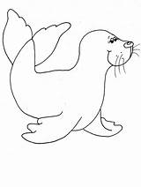 Seal Coloring Page  Free And Printable Templates For Kids Adults sketch template