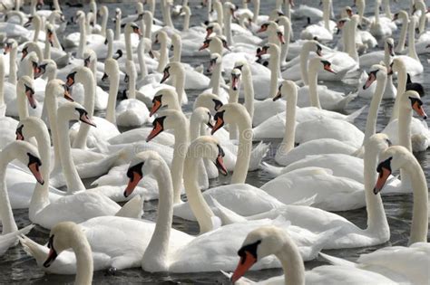 Swans Feeding at Abbotsbury Swannery Stock Photo - Image of bird, food: 54492502