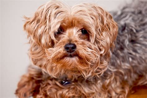 When Is a Yorkie Poo Full Grown? (2024) - We Love Doodles