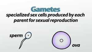 Male Gamete in Plants | Overview & Formation - Lesson | Study.com