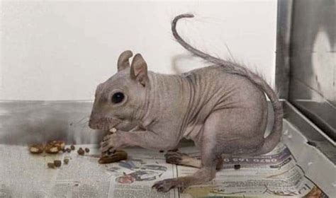 These 17 Bald Animals Will Blow Your Mind