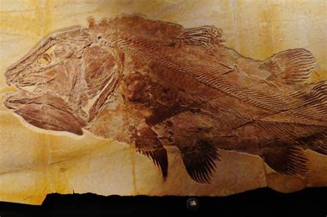 Coelacanth: A Living Fossil From Eons Past (2023 Update)