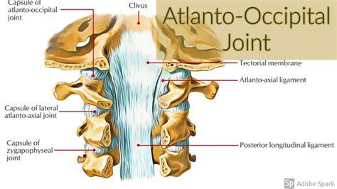 Atlanto Occipital Joint - slidesharetrick