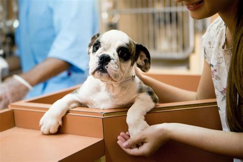 What to Give Animal Shelters as Donations | Martha Stewart