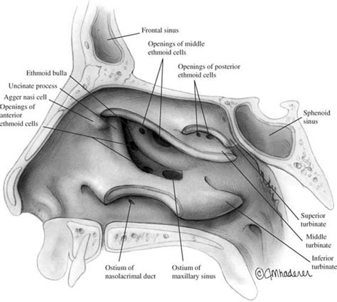 The View in Support of Middle Turbinate Resection | Ento Key