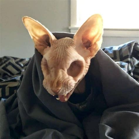 People Can't Decide Whether This Hairless Cat That Lost Its Eyes Is Cute Or Not