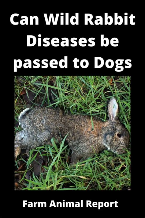 Can Wild Rabbit Diseases Be Passed To Dogs **WATCH**