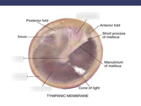 How Does The Tympanic Membrane Work - vrogue.co