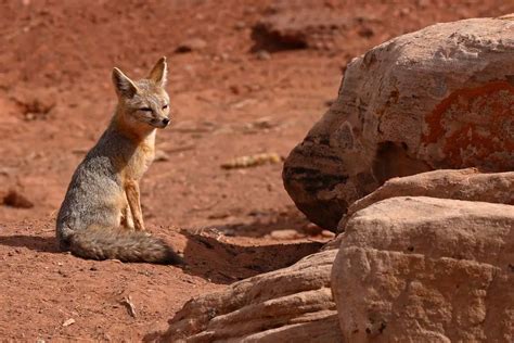 Desert Foxes | Species That Thrive in the Desert - All Things Foxes