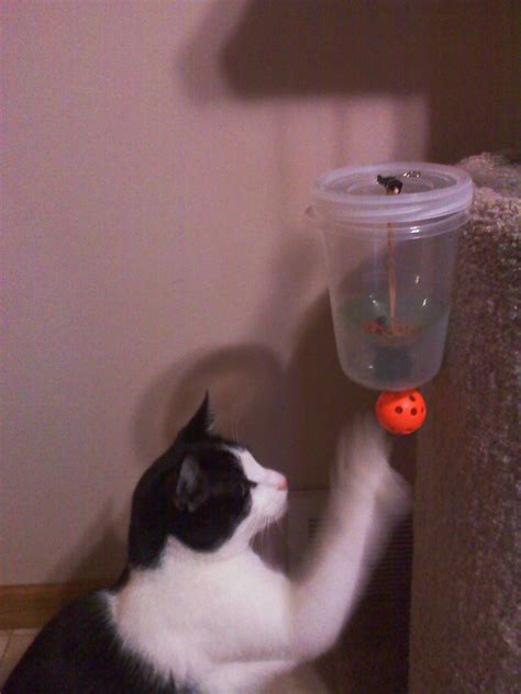 Cat Powered Auto Feeder : 6 Steps (with Pictures) - Instructables