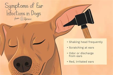Ear Hematoma In Dogs | edu.svet.gob.gt