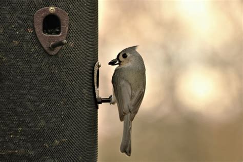 Tufted Titmouse On Feeder Free Stock Photo - Public Domain Pictures