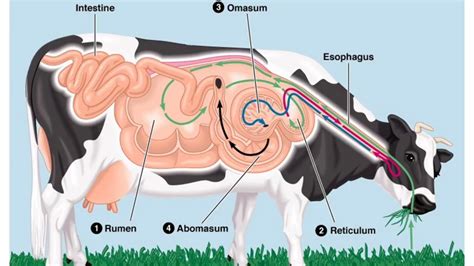 Annotated Digestive Physiology Lecture 1 - YouTube