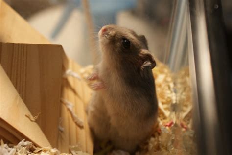 Hamster Body Language: A Quick Guide for New Owners – Hamsteropedia