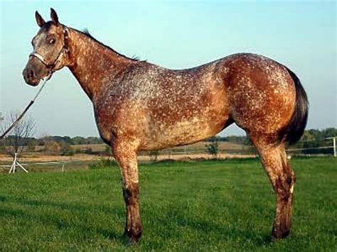 Snowflake Appaloosa | Appaloosa horses, Horses, Unusual horse