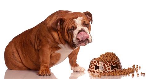 Best Dog Food For English Bulldogs 2019 - IRUCKU