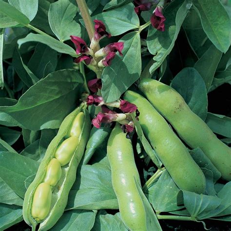 Broad Bean 'Crimson Flowered' seeds | Bean seeds, Vegetable seed, Bean varieties