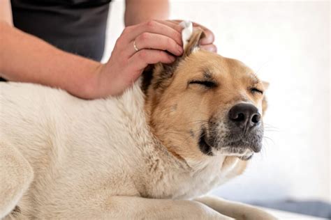 Home remedies for dogs with itchy ears [2023 Update] - Nala Health