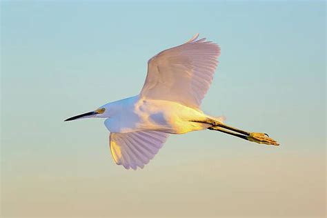 Snowy Egret in Flight by Brian Knott Photography | Photography, Snowy ...