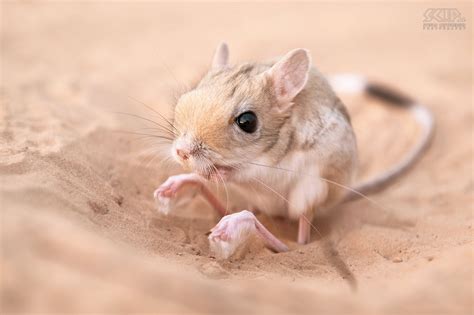 Jerboa