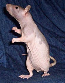 How to Care for a Hairless Rat | Hairless rat, Love and Rats
