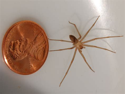 Texas Brown Recluse Spider