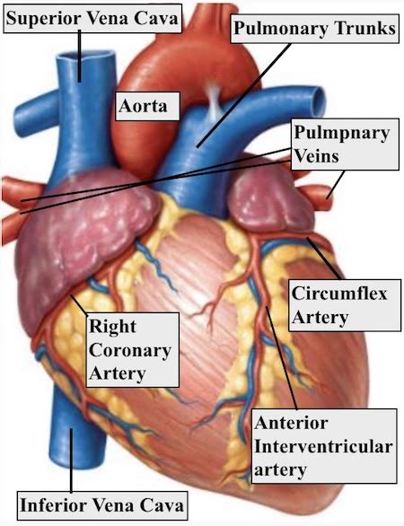 Anterior Interventricular Artery