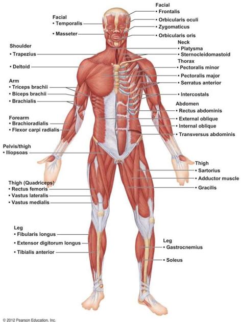 Major Anterior Muscles | Anatomy | Muscular system anatomy, Muscle ...