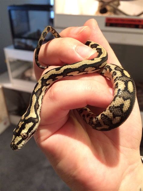 Little baby jungle python | Cute reptiles, Pet snake, Beautiful snakes