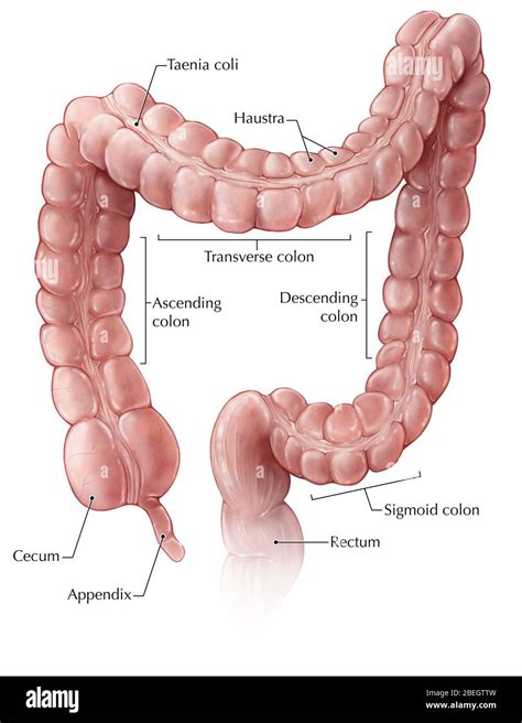 Taenia Coli Histology