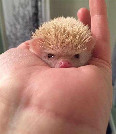 Our new albino hedgehog, Dumptruck | Odd Stuff Magazine