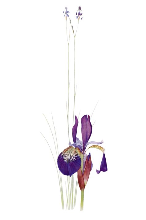 Vintage Iris flower poster | Free public domain illustration - 2098350