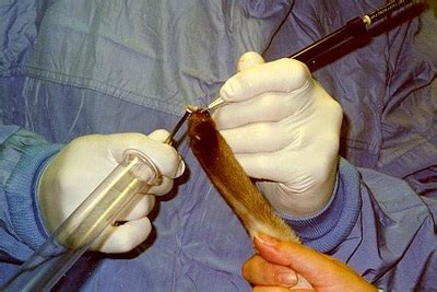 Onychectomy Procedure - Claws Cause