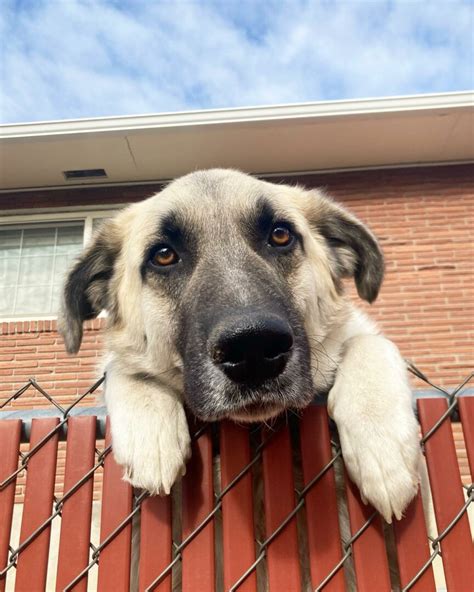 15 Anatolian Shepherd Mixes That Will Truly Amaze You