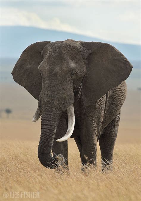 AFRICAN ELEPHANT - The most beautiful animals!!!!