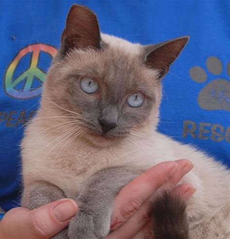 Declawed Siamese Cats For Adoption