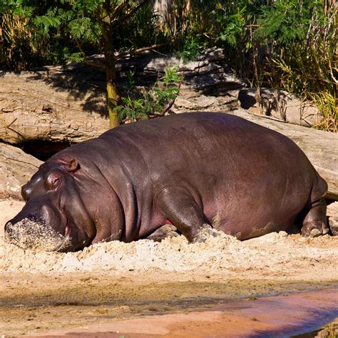 Hippo Sweat: The Natural Sunscreen That Protects Like a Hippopotamus - MRCSL