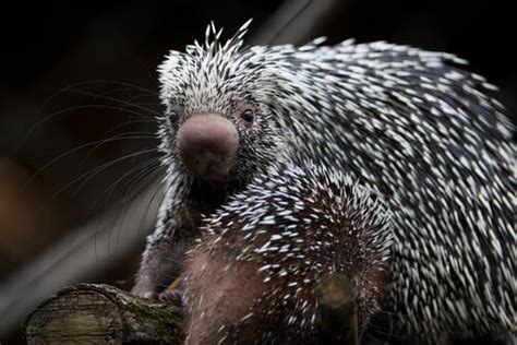 The Crested Porcupine: Characteristics and Habits - My Animals