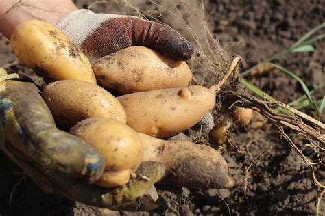 5 Types of Tubers and Their Nutritional Values Nutrition Advance