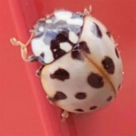 White Ladybug Larvae