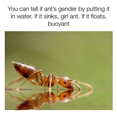 Idk if I'm allowed to post memes but here - General Off-Topic - Ants ...