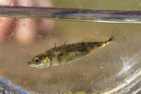 Threespine Stickleback (Freshwater fish of Norway) · iNaturalist