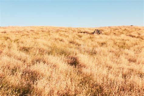 Large and Dry Grassland Under the Clear Sky - Perfect for Background ...